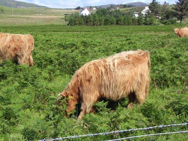 Шотландская корова на пастбище. Остров Скай. Шотландия (Isle of Sky. Scotland). 